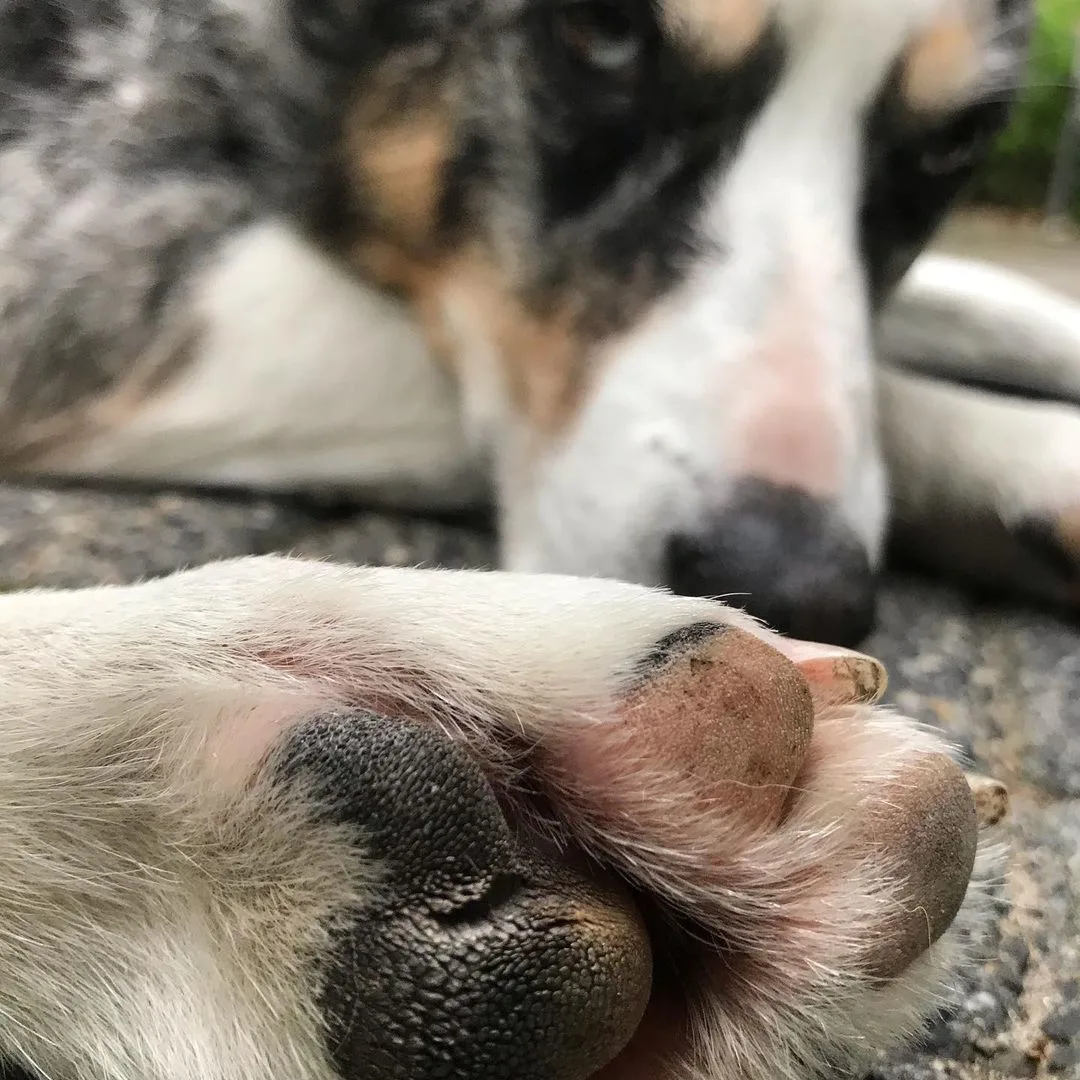 close shot of pink paws