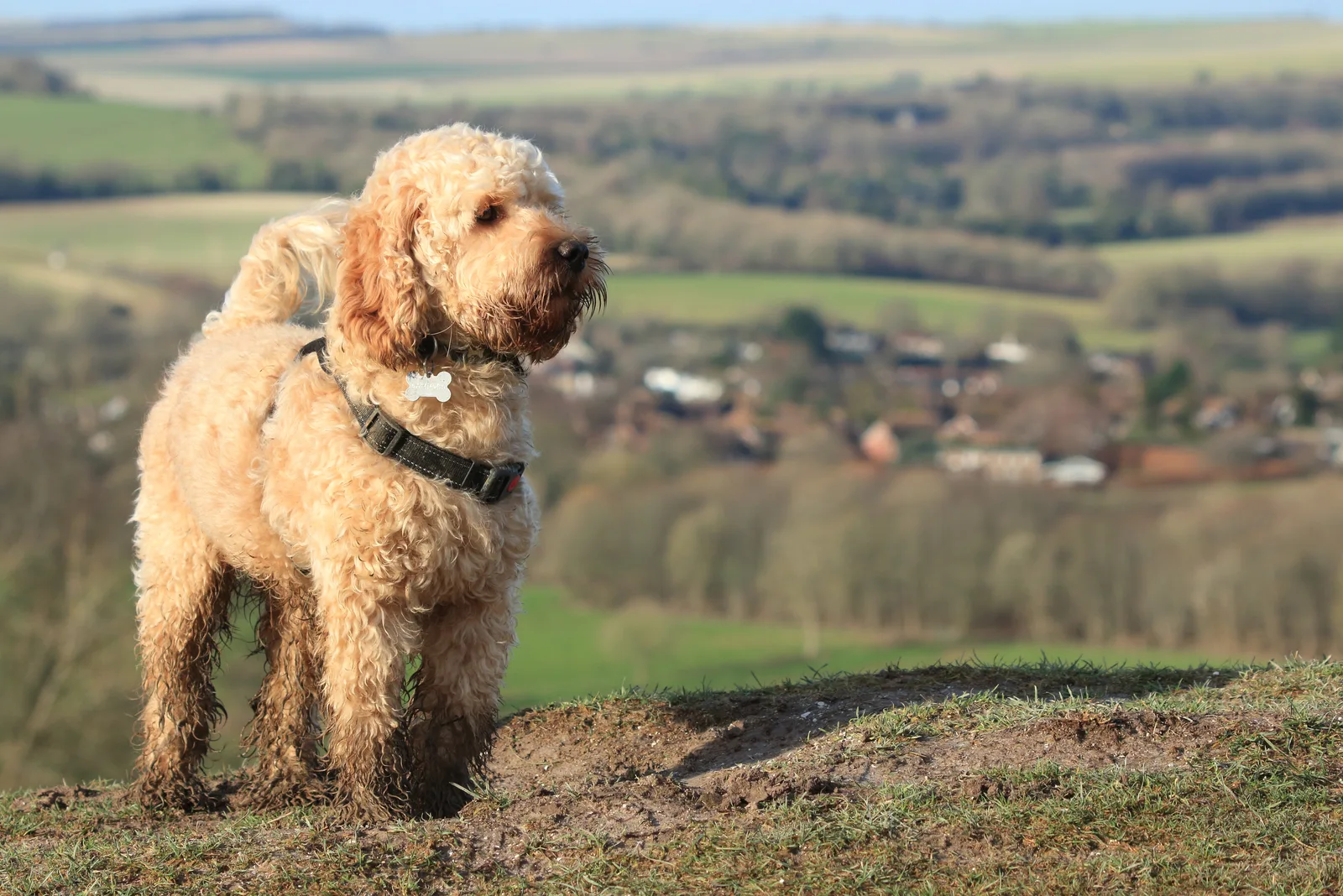 cockapoo in nature