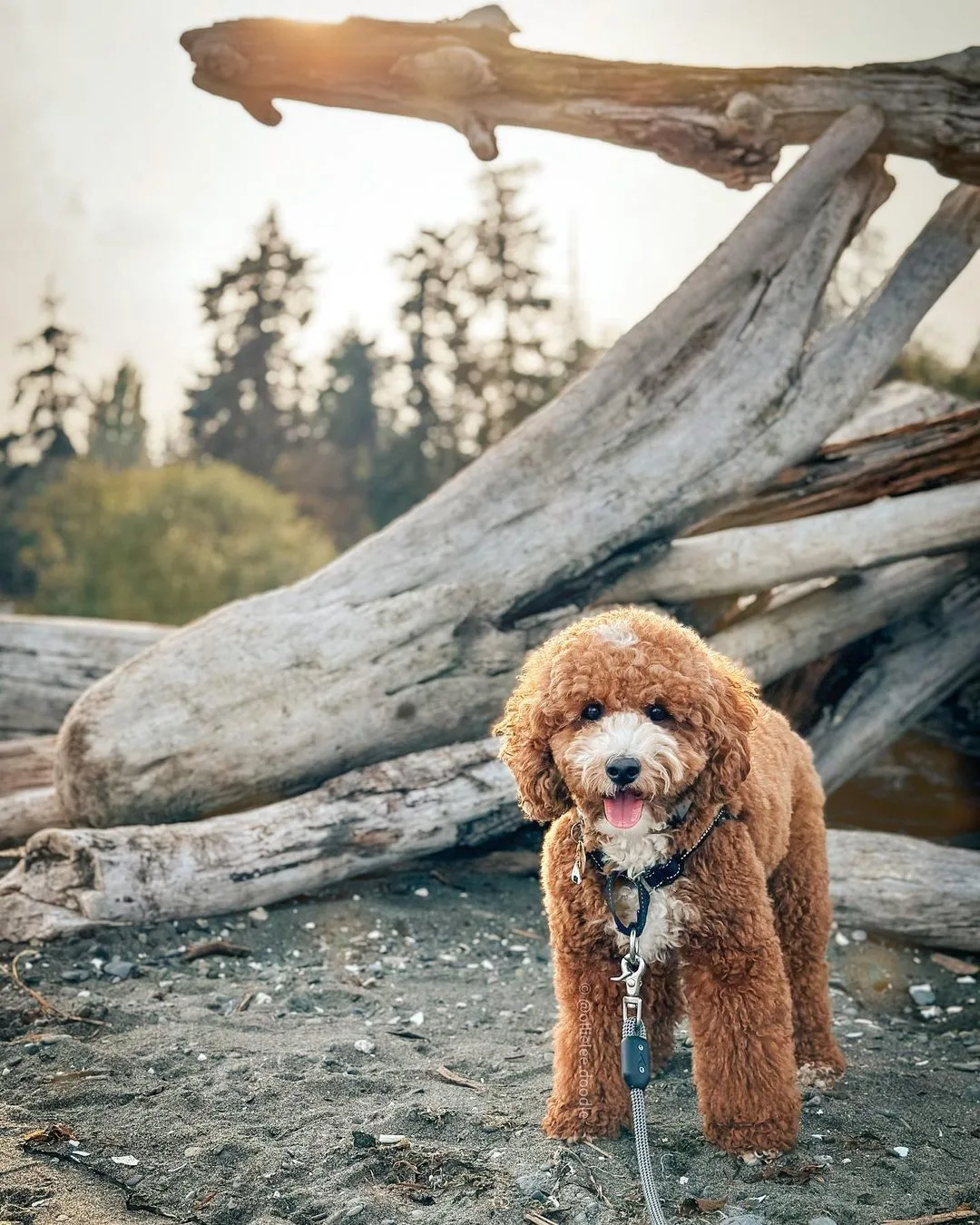 cockapoo in nature wearing a harness