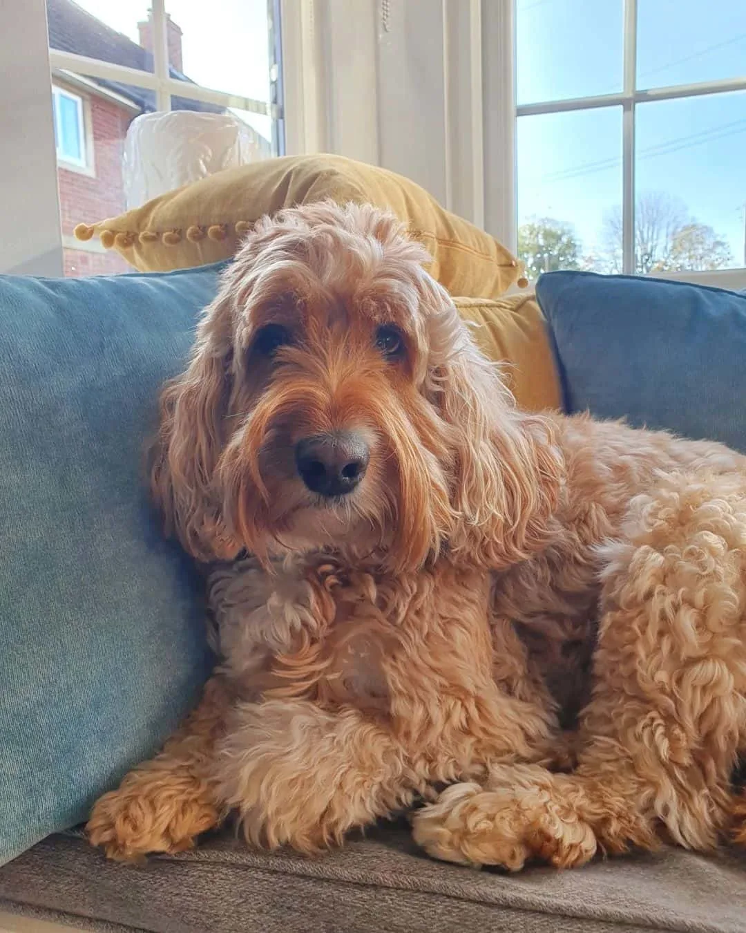 cockapoo on a couch