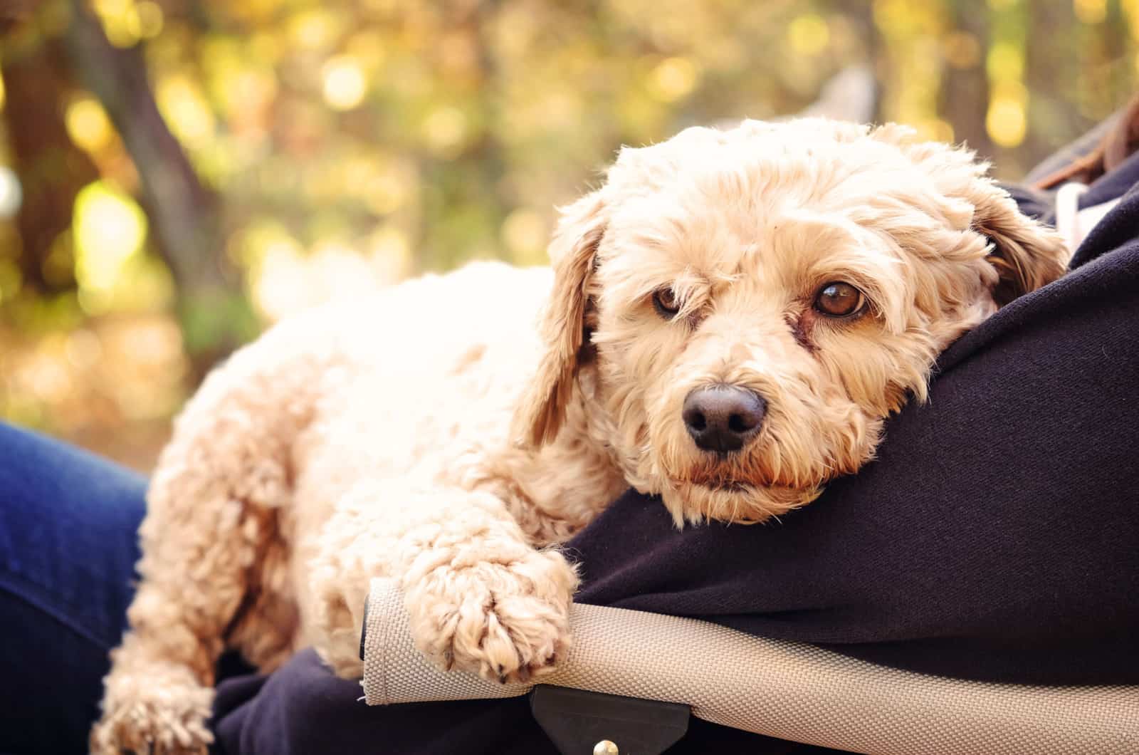 cockapoo resting in owner's lap