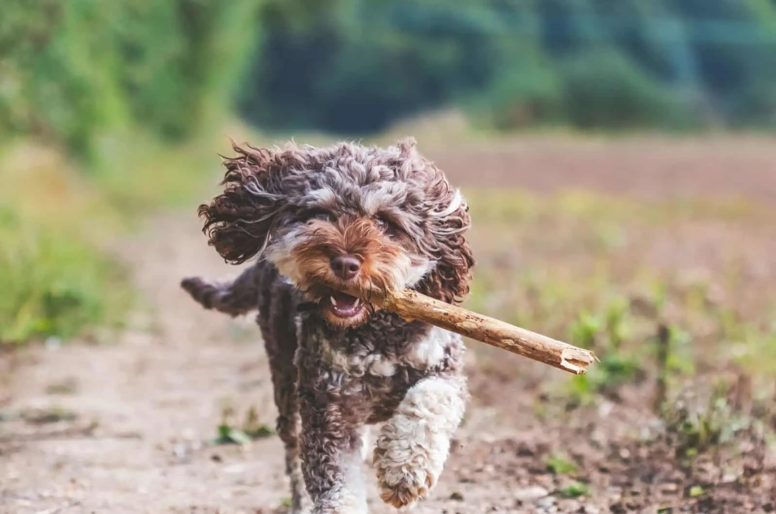 cockapoo running with branch in mouth