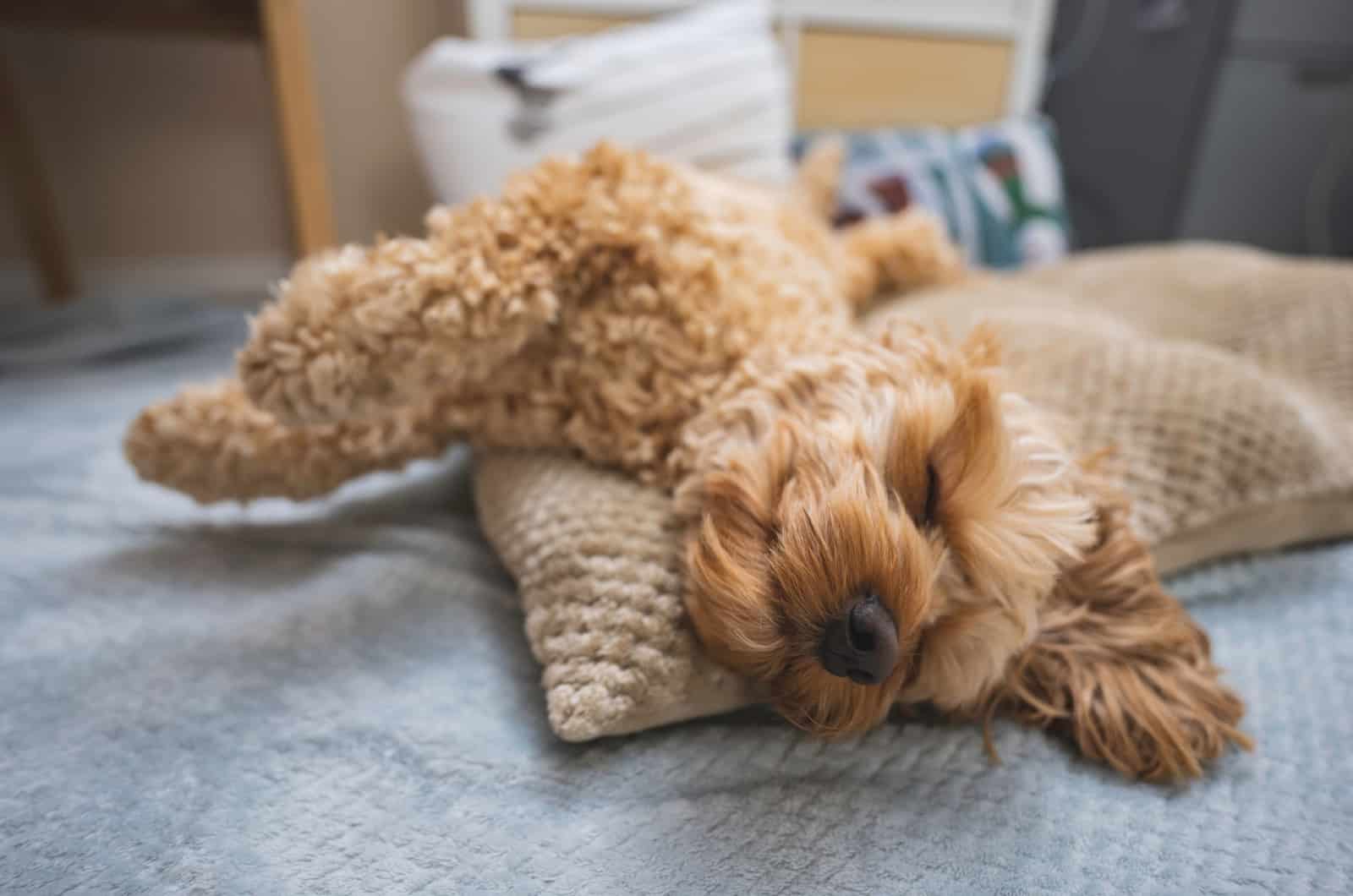 cockapoo sleeping