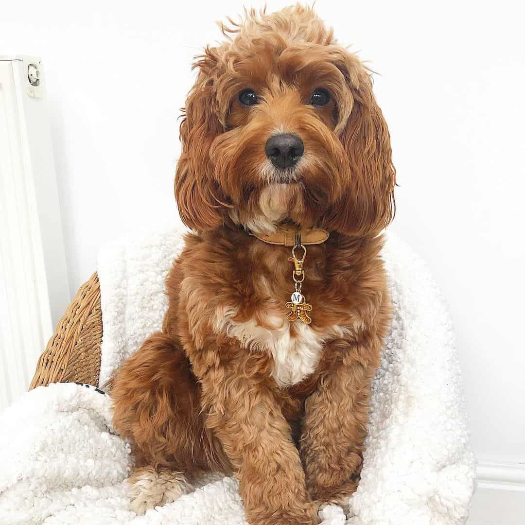 cockapoo wearing a collar