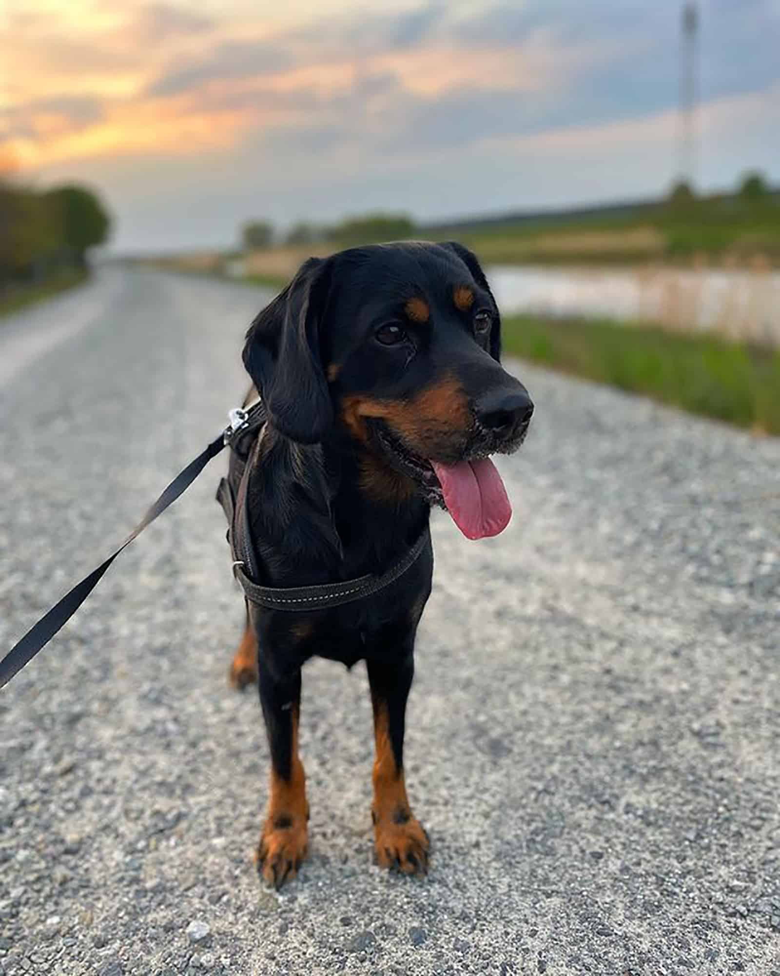 cockweiler standing on the road