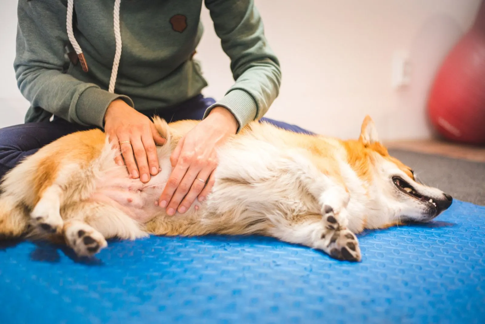  corgi pembroke dog during a Scar Tissue Massage therapy session