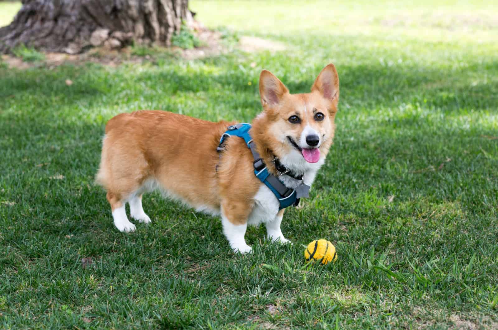corgi wearing a harness and playing with ball