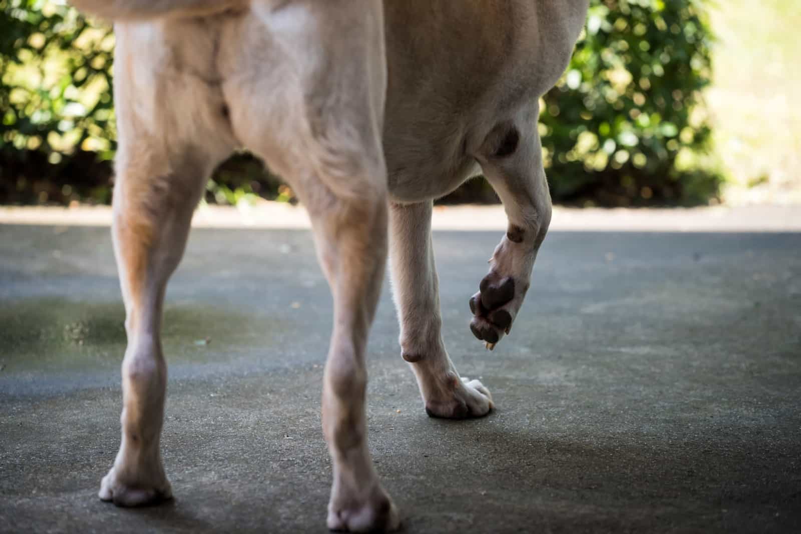 cream dog lift her pained front right leg during walking