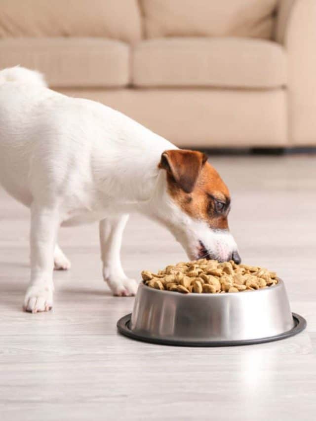 5 Tips On The Jack Russell Feeding Chart For Your Dog To Get Jacked