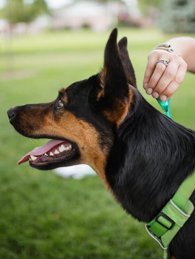 Tick Removal 101 — What’s With That Tick Scab On My Dog? PupVine