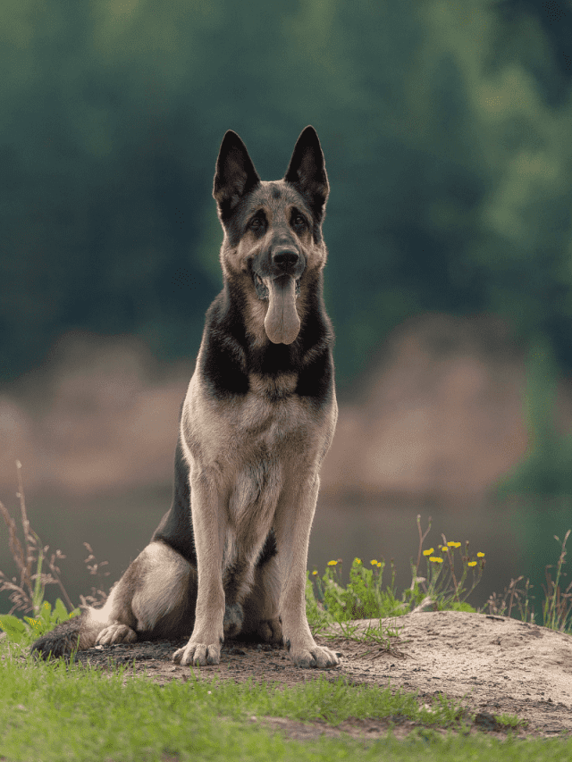East European Shepherd Vs German Shepherd 5 Major Differences PupVine