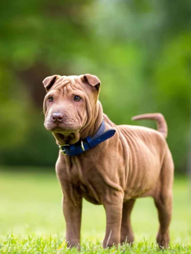 Shar Pei Mixes 11 Hybrid Pups That Will Melt Your Heart PupVine