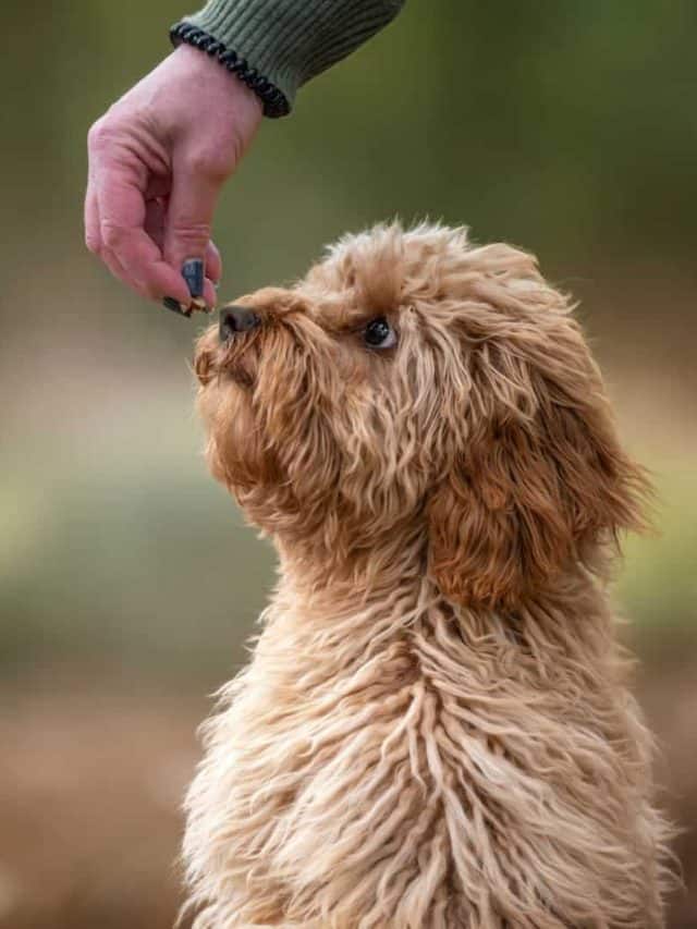 Six month old Cavapoo puppy dog smelling a treat held by her owner