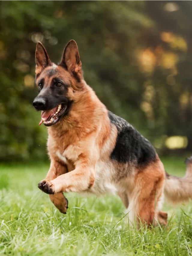 5 Ways To Identify A Full Blooded German Shepherd PupVine 5-ways-to-identify-a-full-blooded-german-shepherd-pupvine