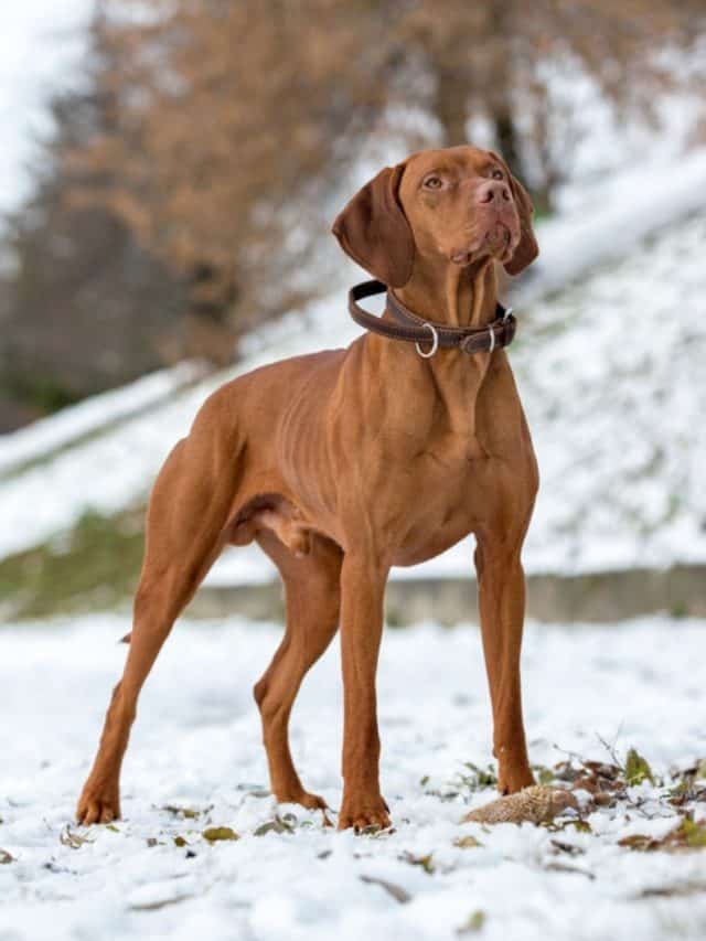 The Hungarian Vizsla Lab Mix 5 Fun Facts PupVine