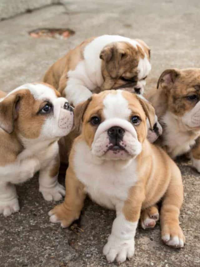 English Bulldog Feeding Chart 5 Interesting Facts PupVine