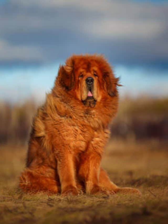 13 Best Mastiff Breeds That Can Be Good Family Pets PupVine