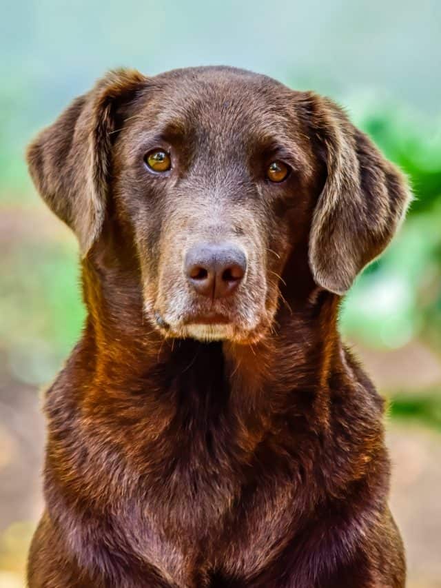 All About Dog Behavior Before Death 7 Signs Explained PupVine