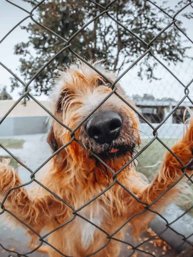 3 Steps To A Chicken Wire Dog Fence For Your Canine Houdini PupVine