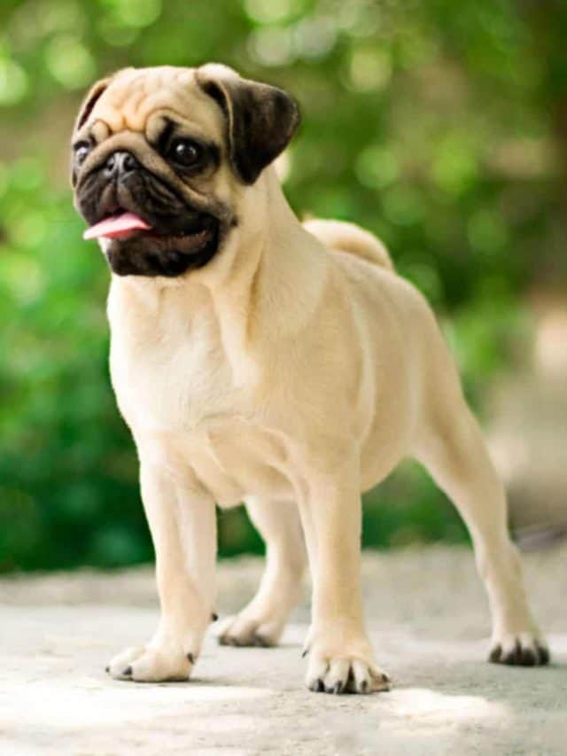 7 Things To Know About The Pug Growth Chart PupVine 7 Things To Know About The Pug Growth Chart PupVine
