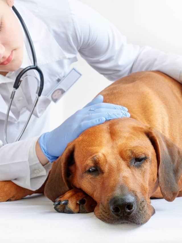 Dog Swollen Stomach No Pain 9 Causes And How To Stay Sane PupVine dog-swollen-stomach-no-pain-9-causes-and-how-to-stay-sane-pupvine