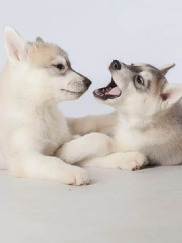 7 Different Types Of Huskies That Will Blow You Away PupVine