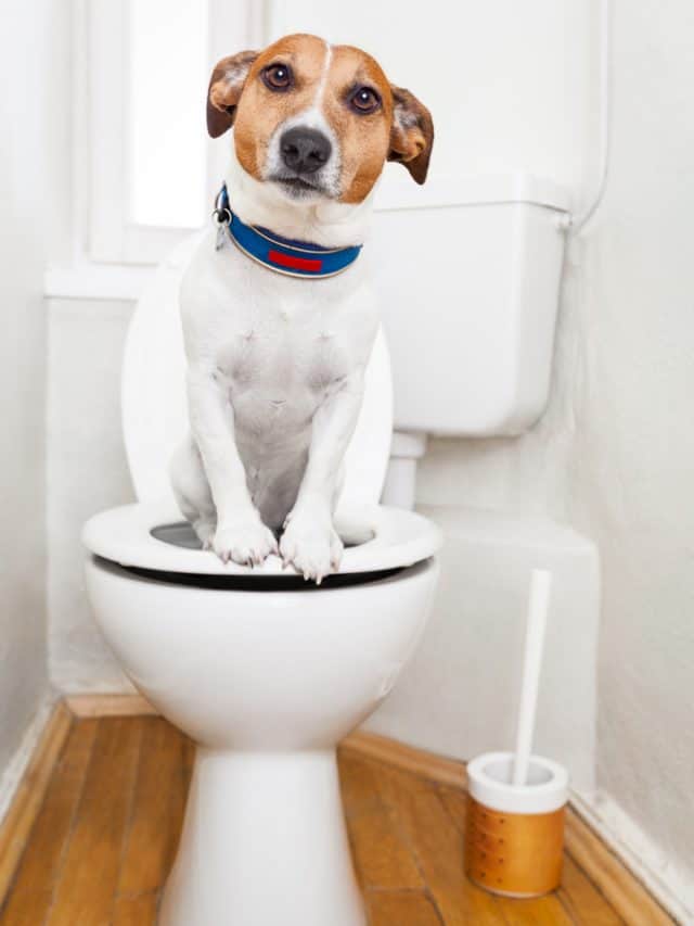 Why does my dog follow me to the bathroom 7 interesting reasons pupvine