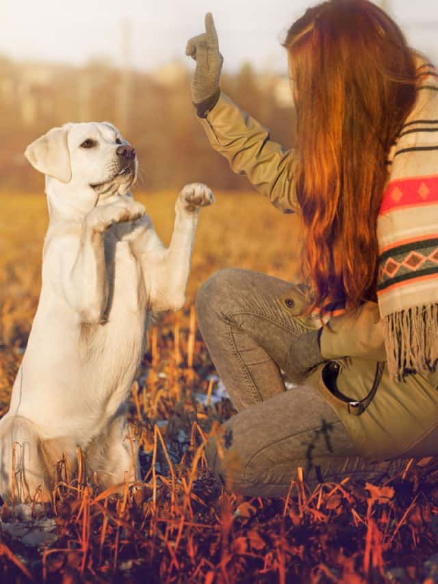 How To Show Dominance To A Dog? 9 Steps To An Alpha Leader PupVine