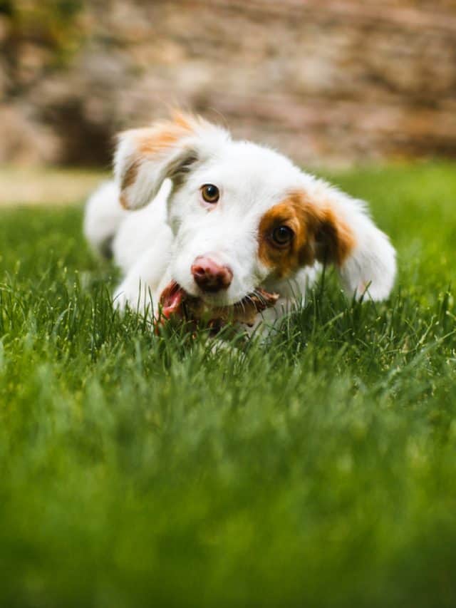 11-reasons-why-is-dog-suddenly-eating-grass-like-crazy-pupvine