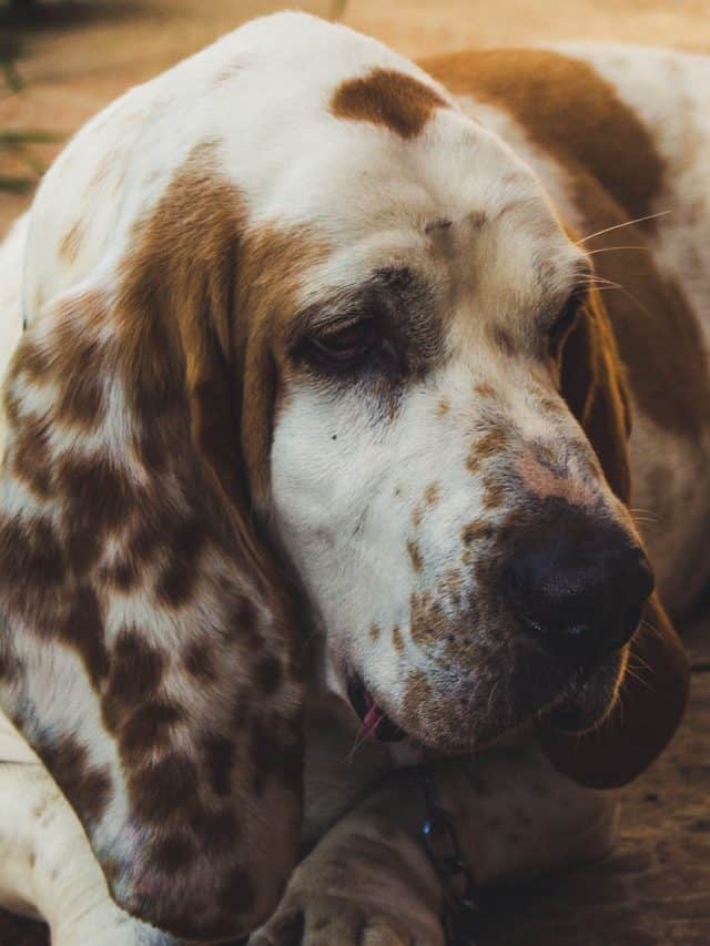 5 Interesting Facts About The Basset Hound Growth Chart PupVine