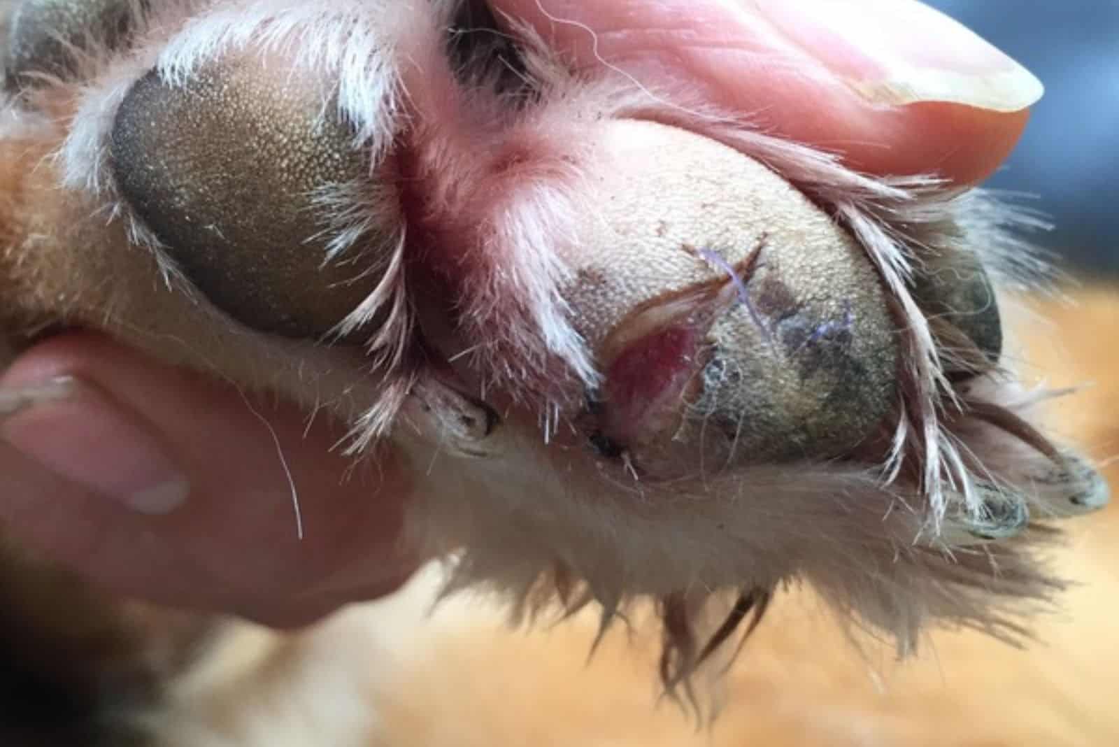 cut paw in a dog