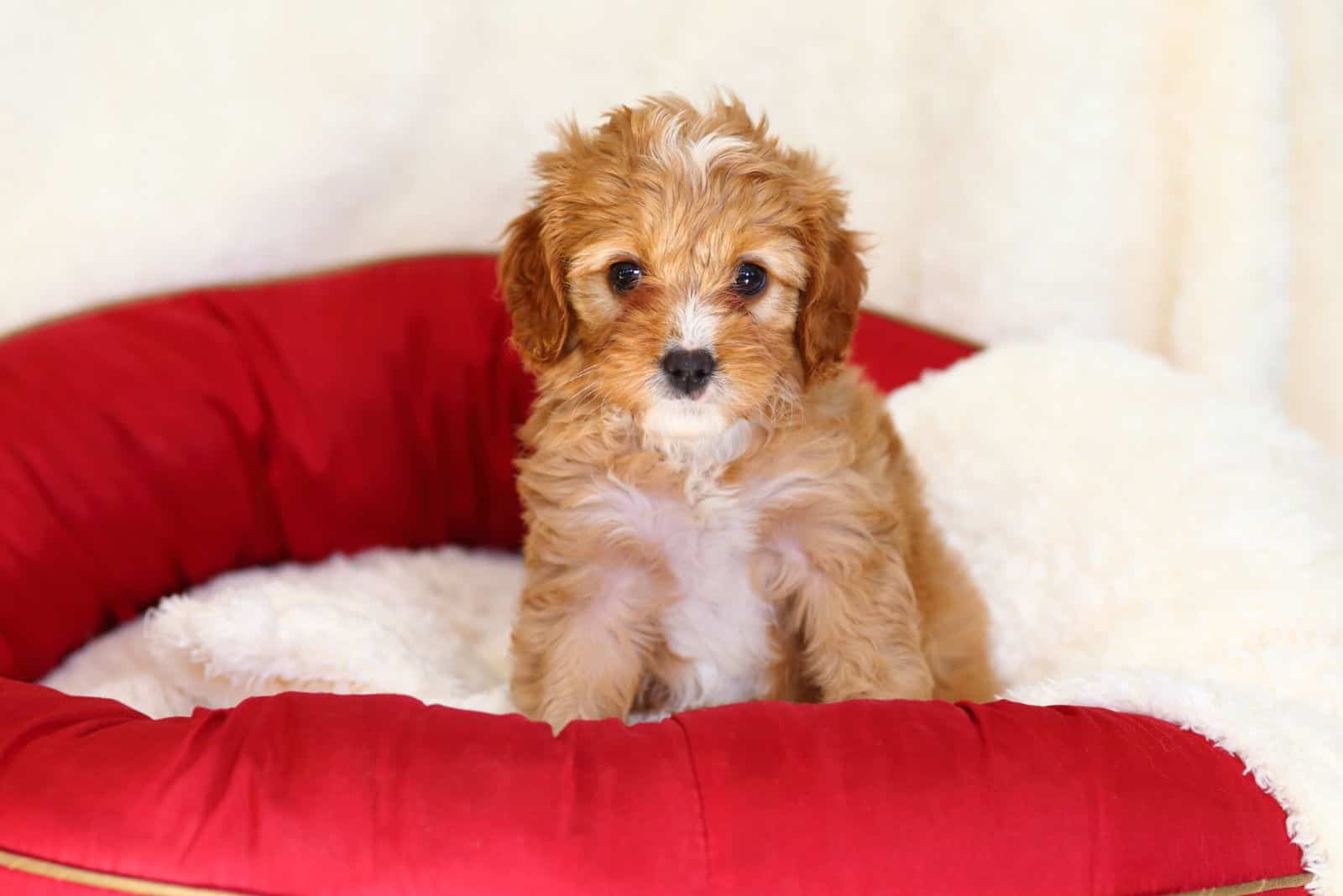 cute Cavapoo in his bed