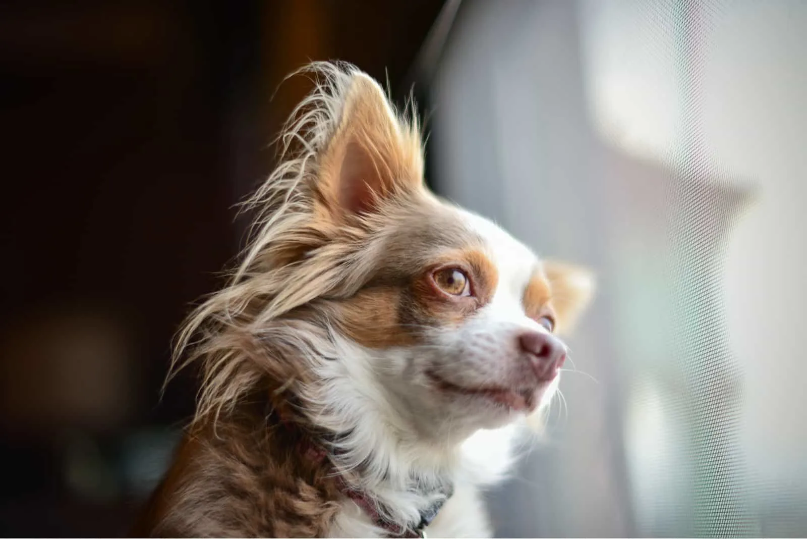 cute Chihuahua  looking away