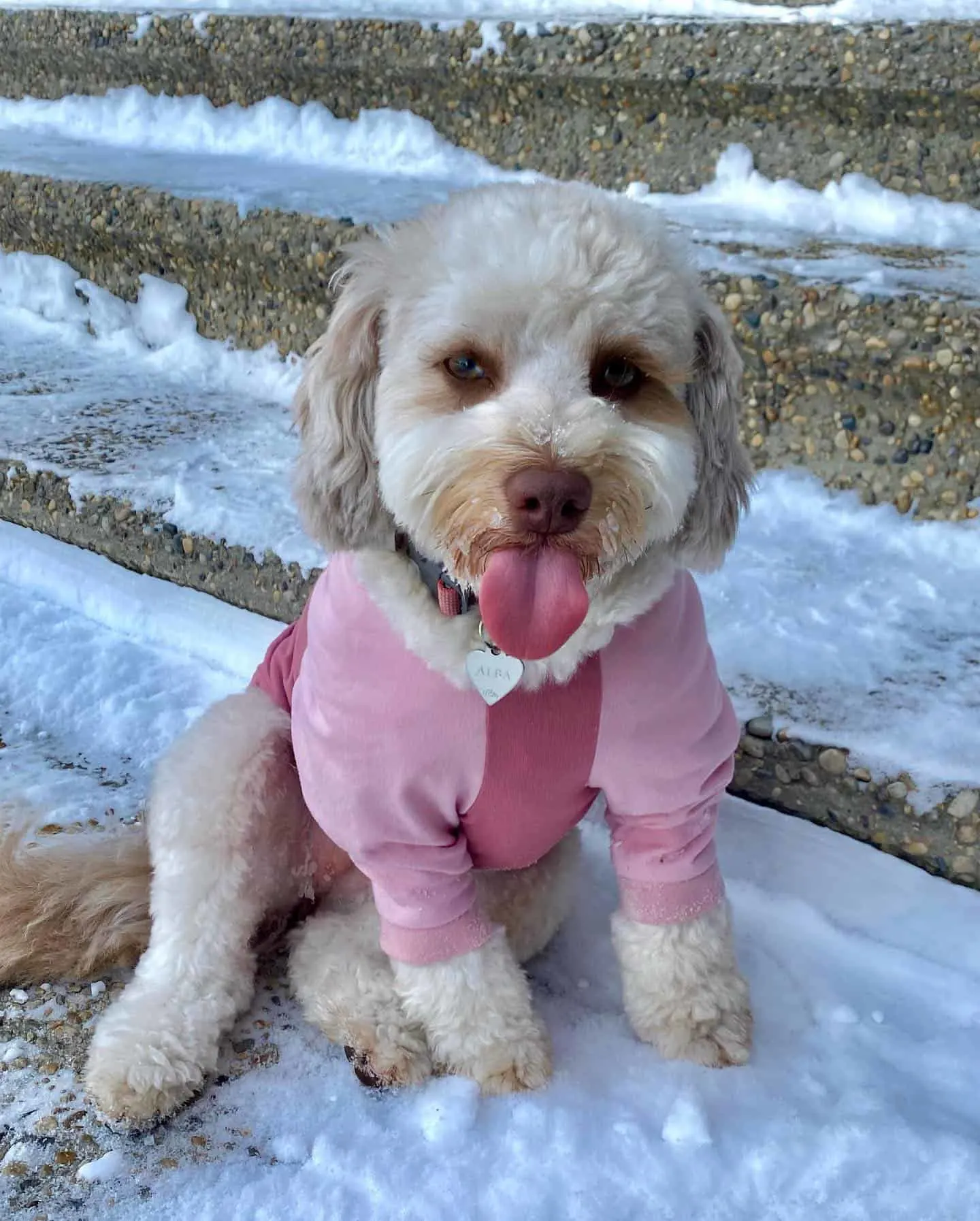 cute aussiedoodle on the snow