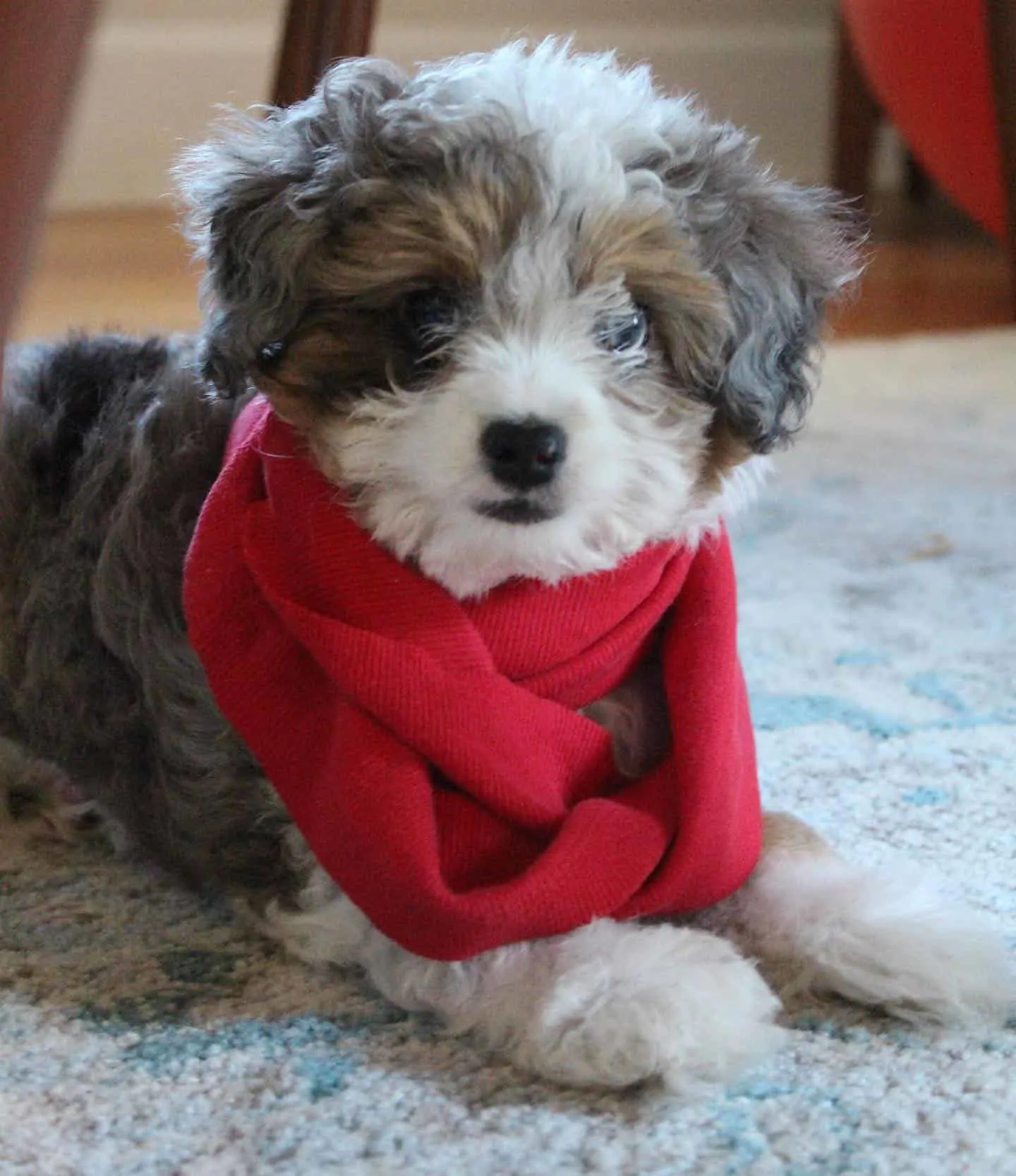cute aussiedoodle with red scarf