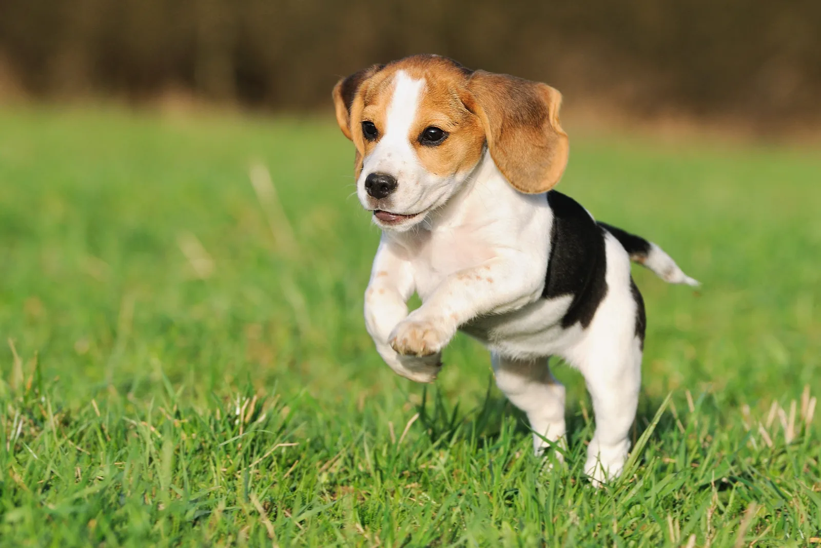 cute beagle puppy running over meadow