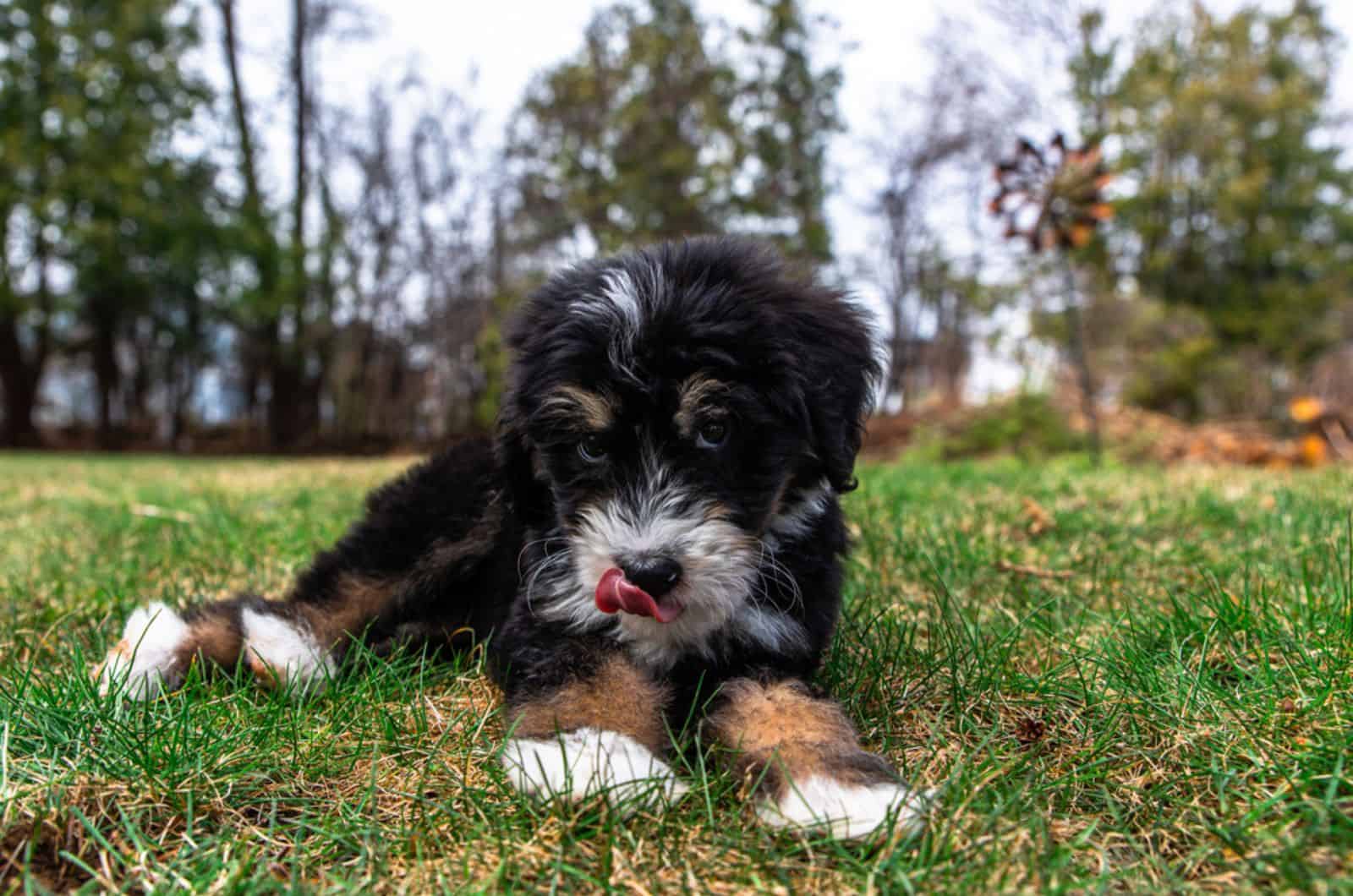 cute bernedoodle puppy lying on the grass