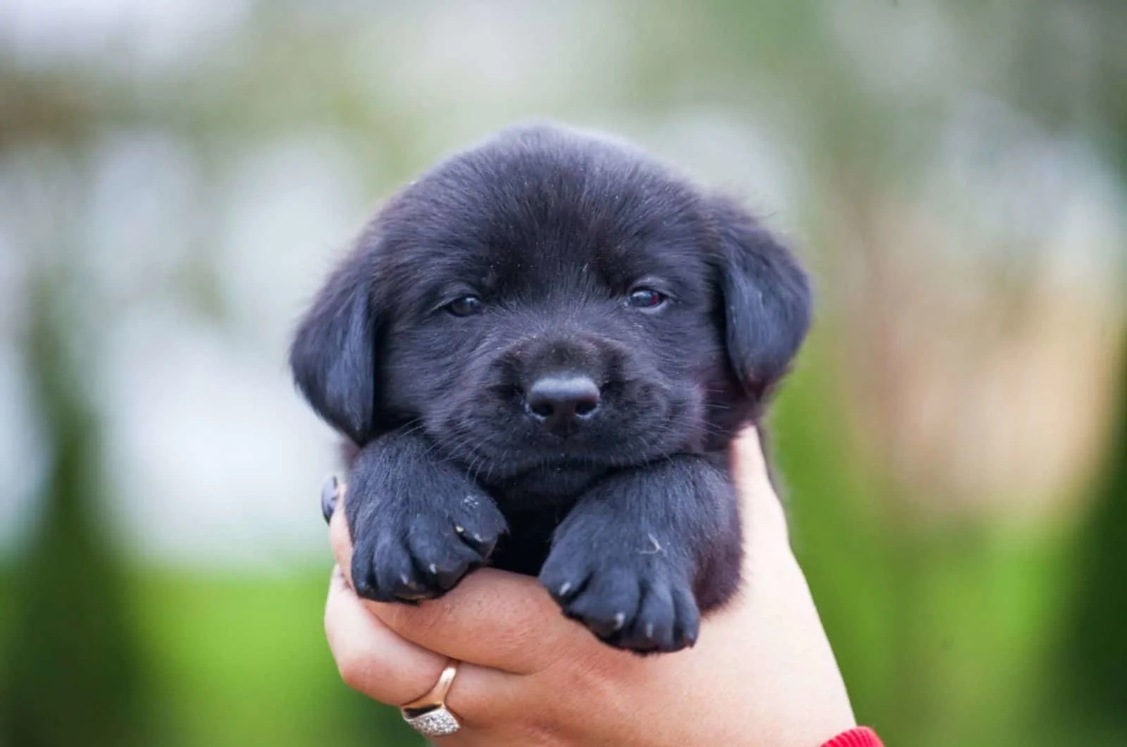 cute black labrador puppy in owner's hand