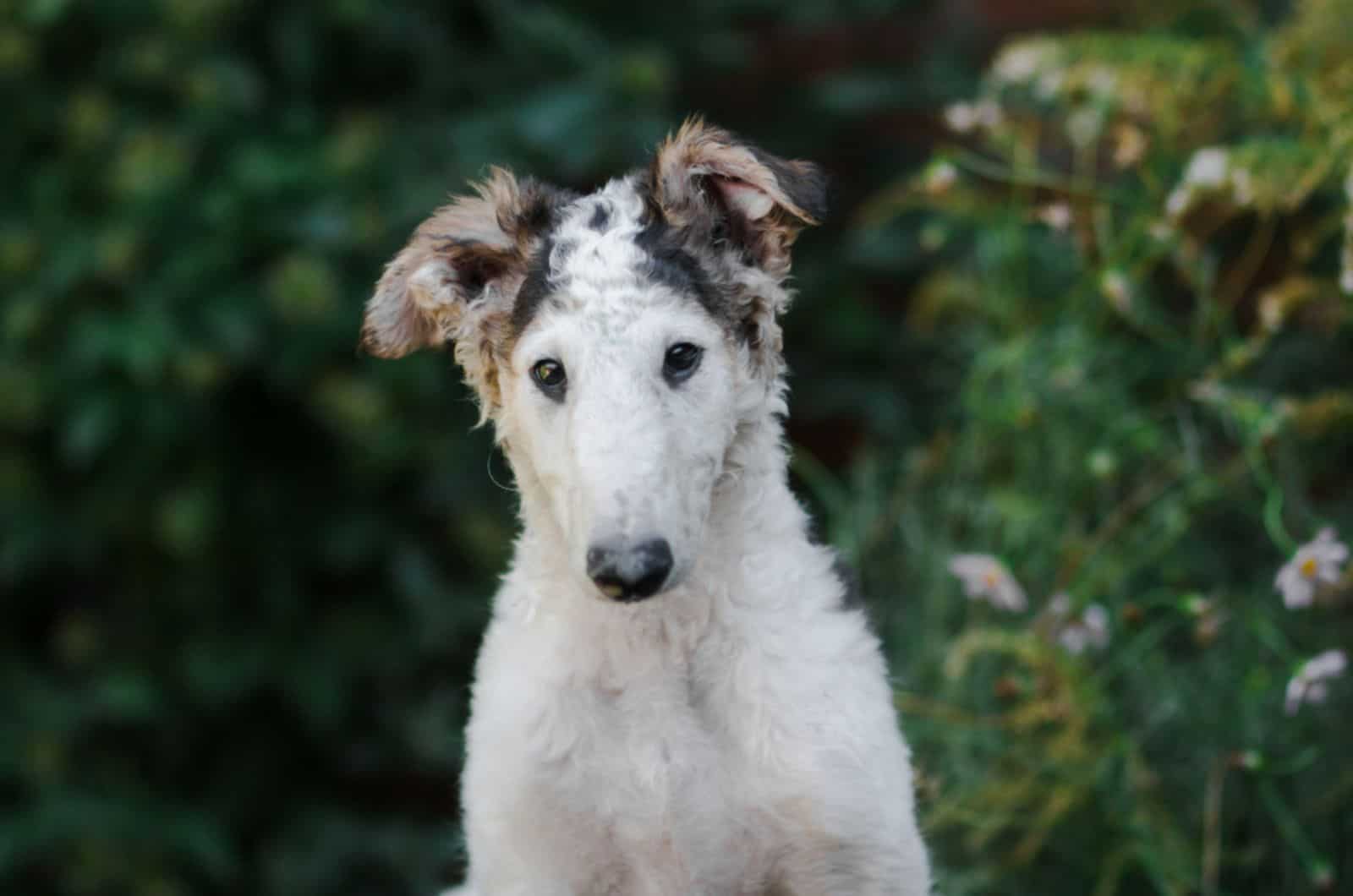 cute borzoi puppy in the garden