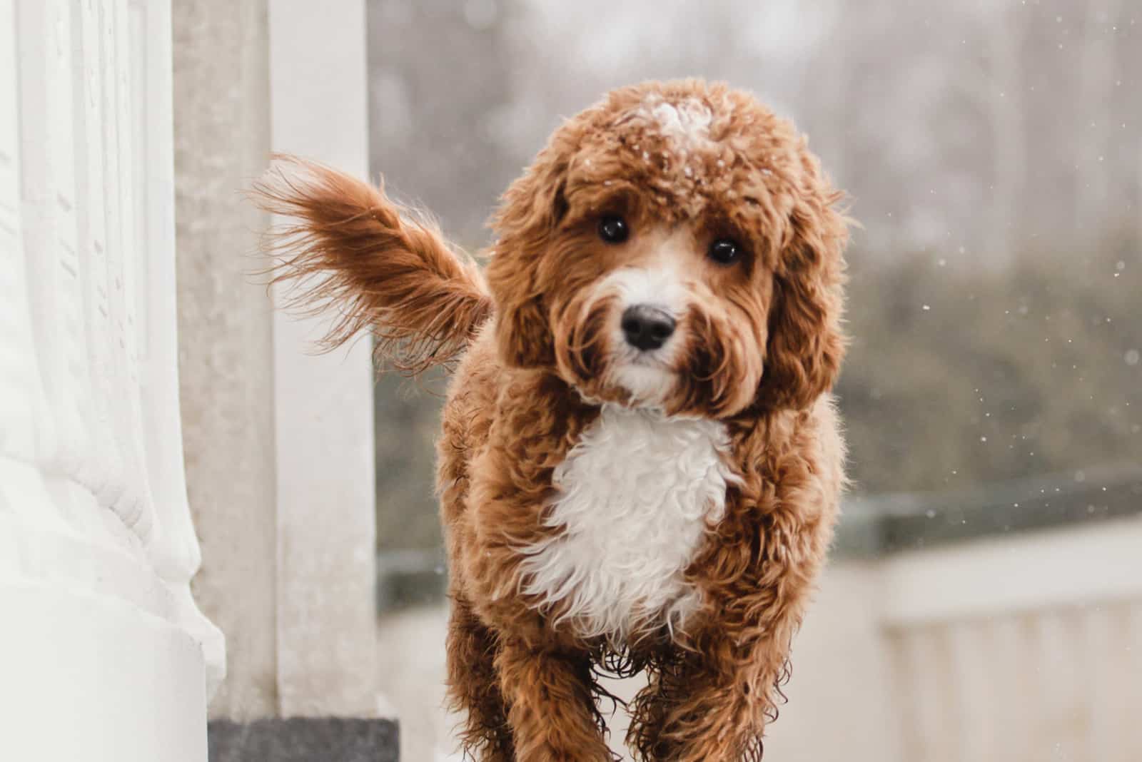 cute cavapoo standing outside