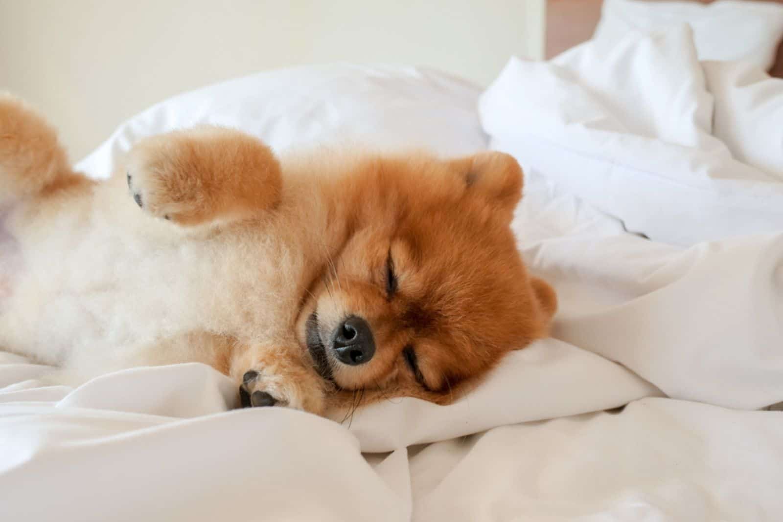 cute dog is lying and sleeping on pillow blanket 