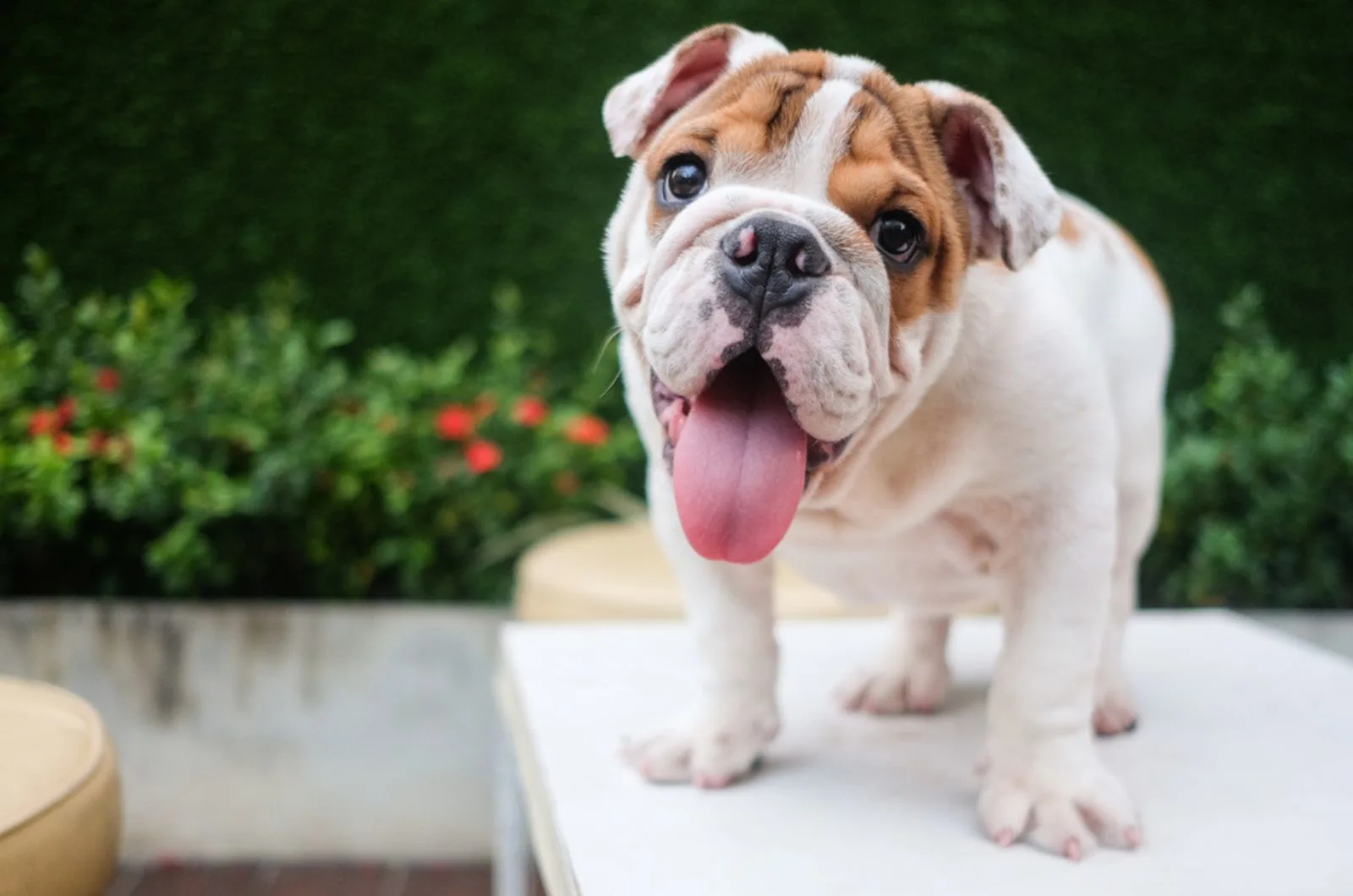 cute english bulldog puppy playing on the table outdoors