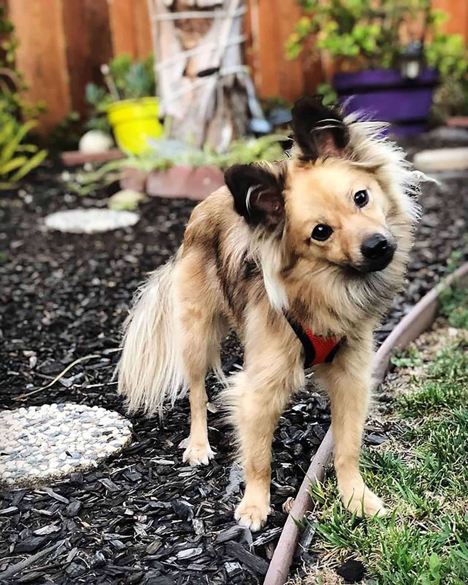 cute golden retriever pomeranian in the garden