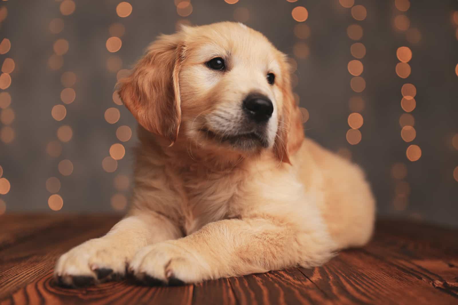 cute golden retriever posing for photo