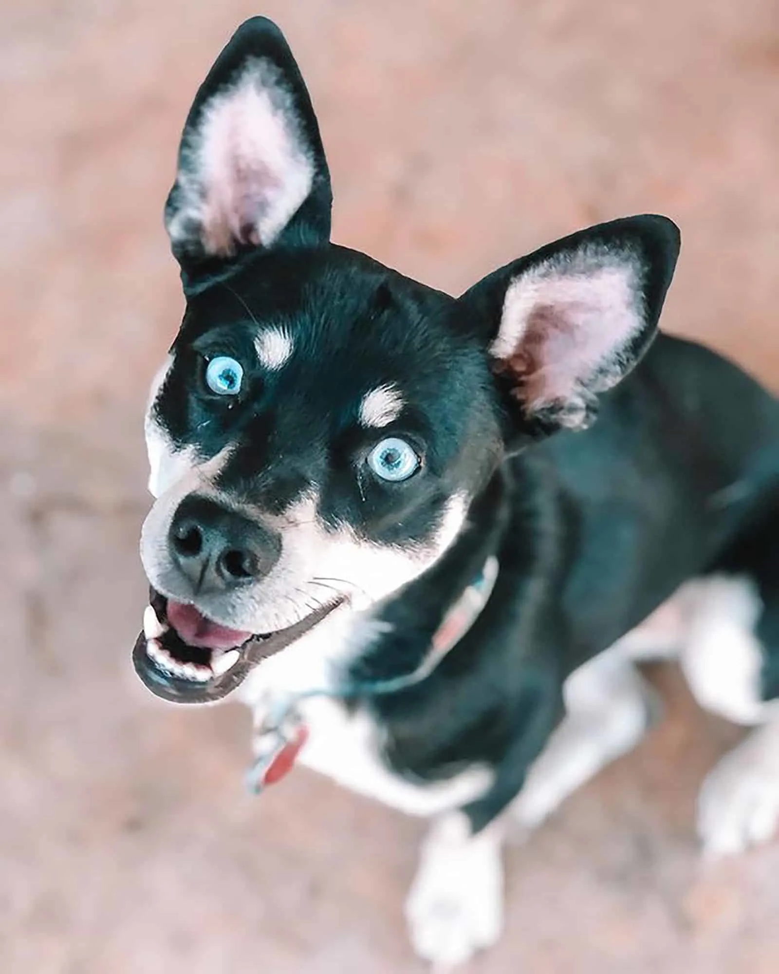 cute husky dachshund looking into camera