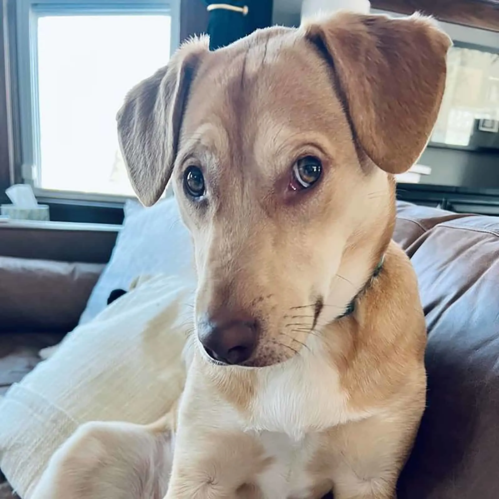 cute jack russell lab looking into camera