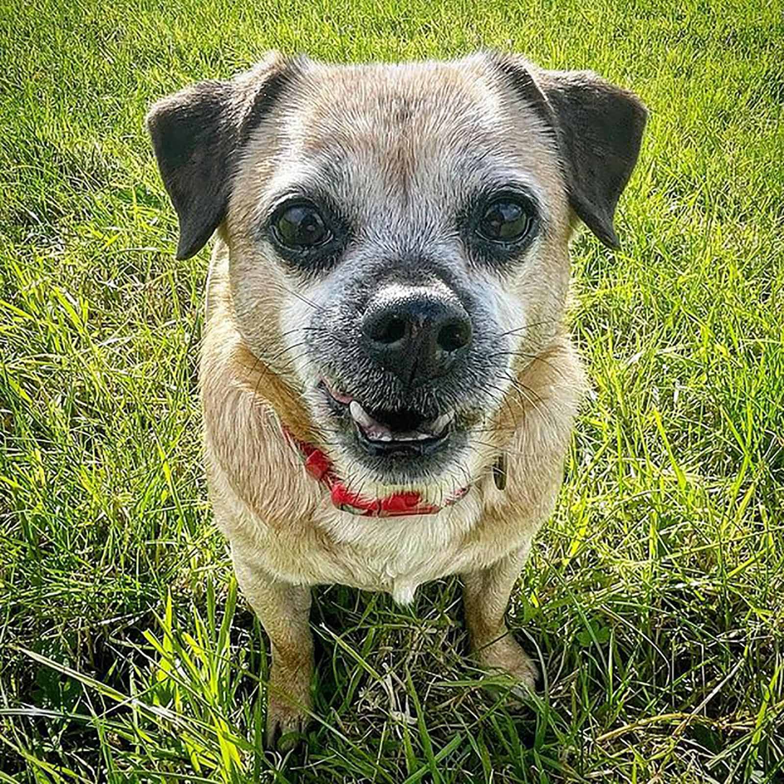 cute jack russell pug mix in the park