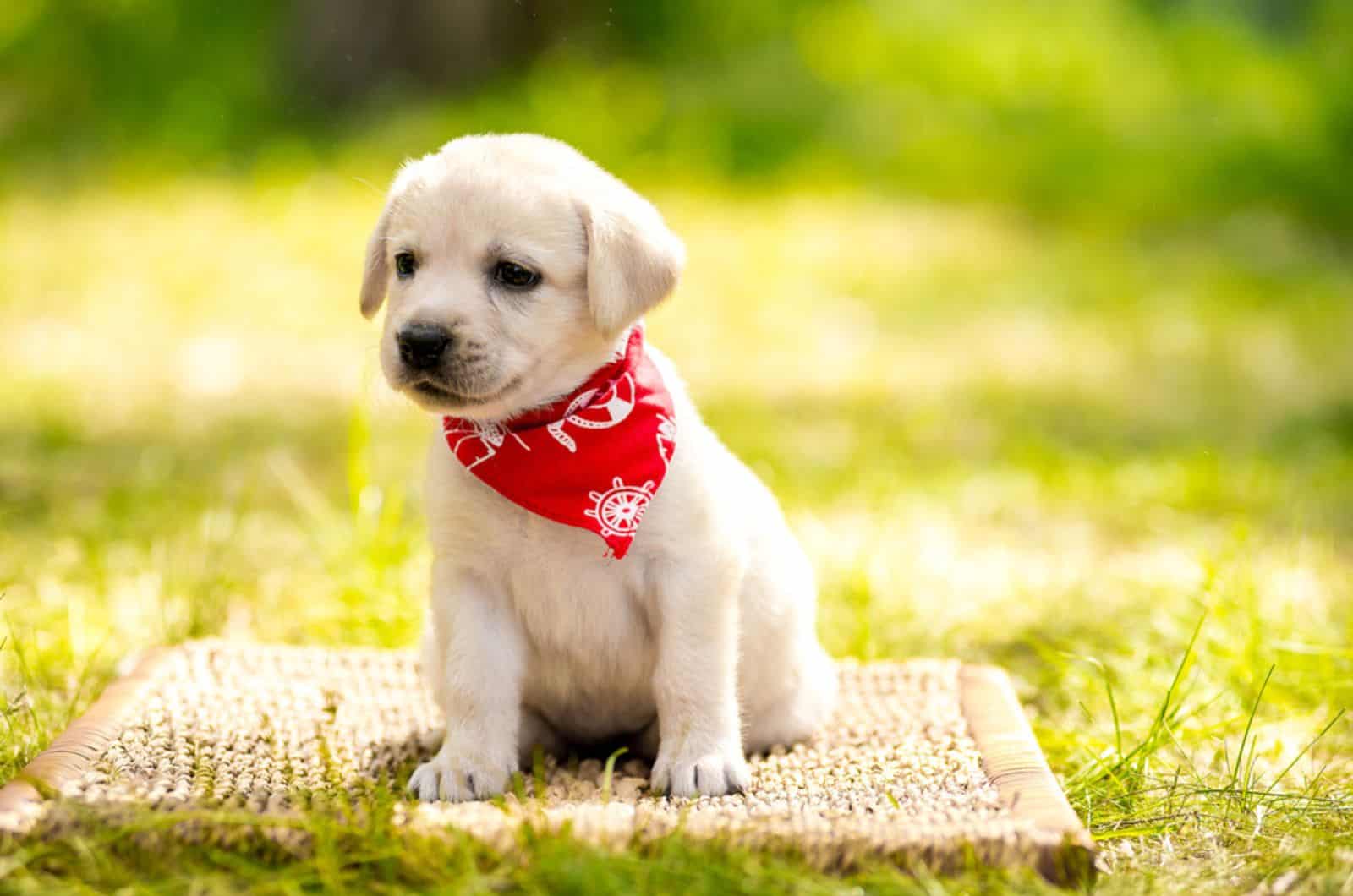 cute labrador puppy in the yard