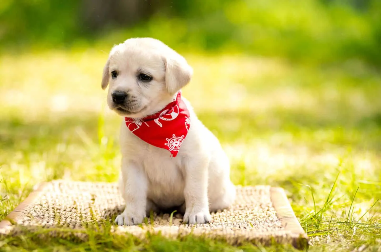 cute labrador puppy in the yard