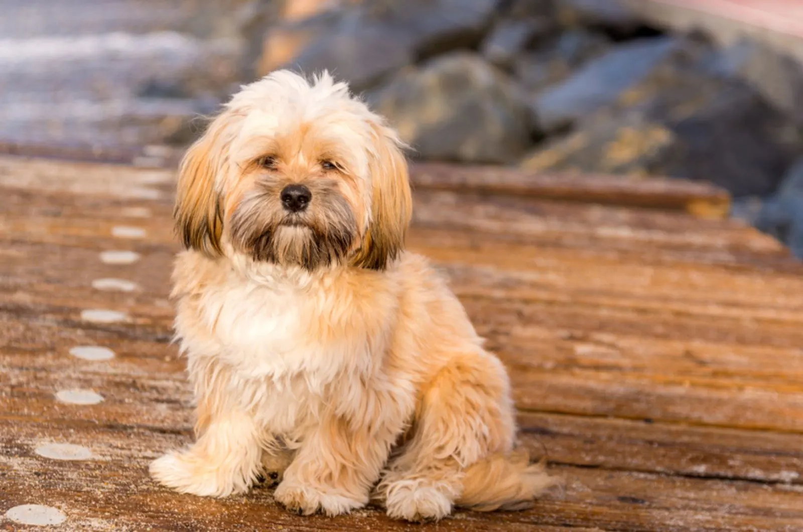 cute lhasa apso puppy on the beach